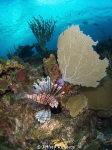 A lionfish in Grand Cayman by Jeffrey Richards 